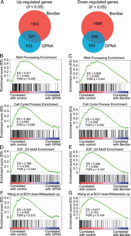 Rna Seq Analysis Of Pc 3 Cells Treated With Benser Or Gpna A Venn Download Scientific