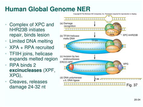 Ppt Chapt Dna Replication I Basic Mechanism And Enyzmology