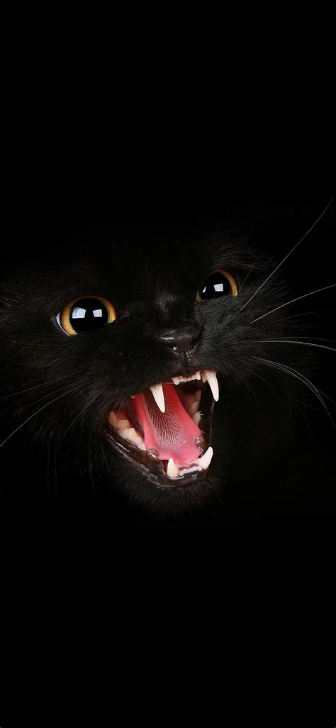 Cute Black Cat HD Wallpapers - Top Free Cute Black Cat HD Backgrounds ...