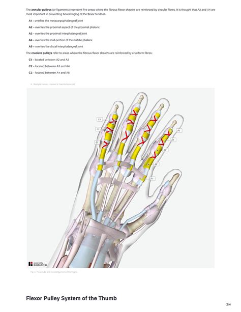 SOLUTION: The Flexor Pulley System of the Hand - Studypool