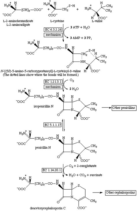 penicillin biosynthesis