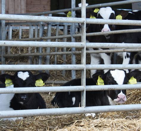 Farm Health Online – Animal Health and Welfare Knowledge Hub – Abortion