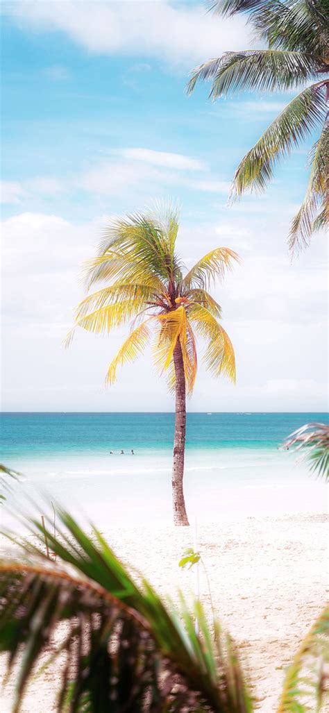 Palm Tree On A Sunny Beach 4K Phone Wallpaper