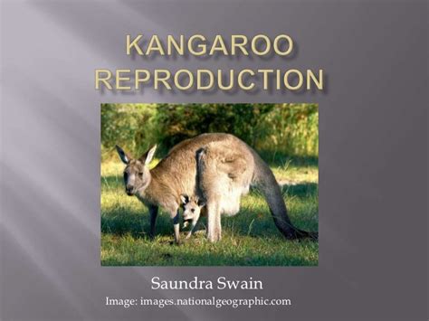 Kangaroo Reproduction