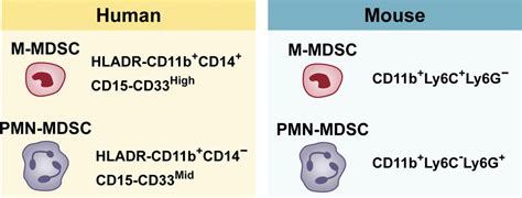 Myeloid‐derived suppressor cell populations cell surface markers in ...