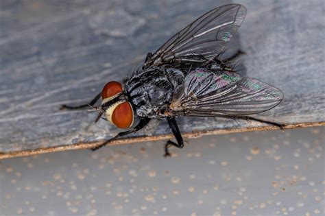 Mosca De Patas Largas Adulta De La Familia Dolichopodidae Foto Premium