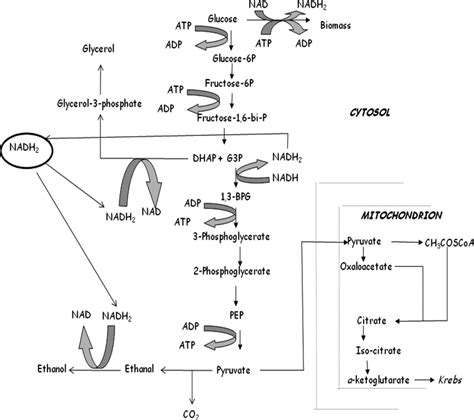 Biochemical Pathways Of Glycolysis Alcoholic Fermentation Respiration