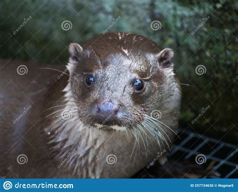 Eurasian Otter in Different Actions in Nature. Stock Photo - Image of ...