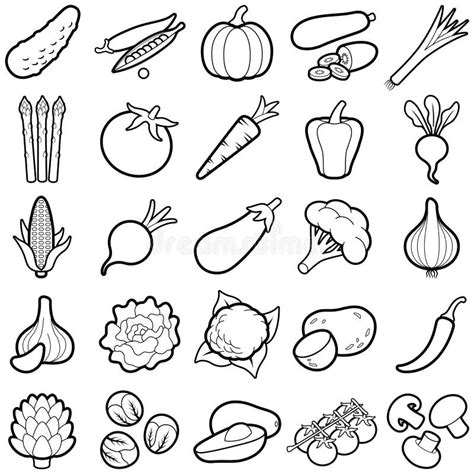 Vegetable Vector Line Illustration Stock Vector Illustration Of