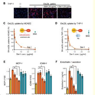 Pdf Developmental Endothelial Locus Del Inhibits Oxidized Low