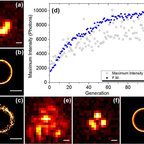 Pdf Adaptive Optics Stochastic Optical Reconstruction Microscopy Ao