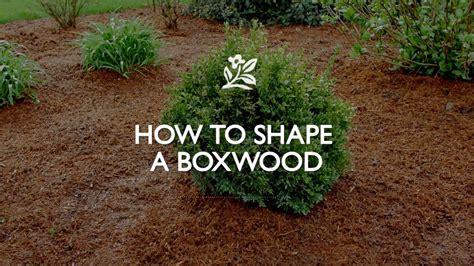 Shrubs To Replace Box at Lavina Butler blog
