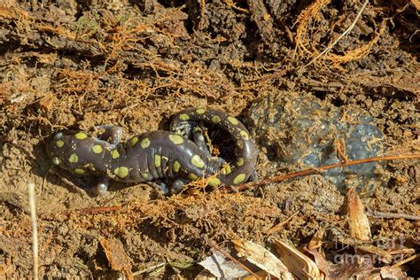 Spotted Salamander With Egg Mass Photograph By Megan Mccarty Pixels