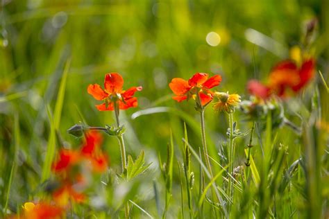 Wildflower Red Flora Free Photo On Pixabay Pixabay