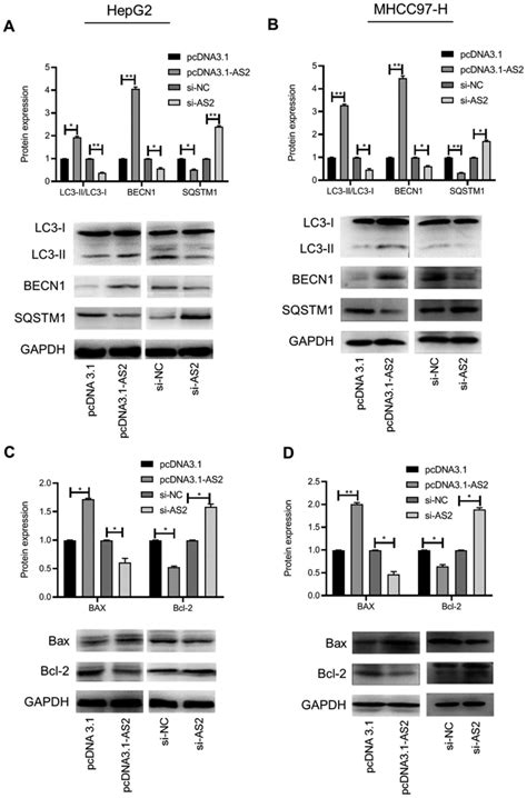 Long Non‑coding Rna Adamts9‑as2 Inhibits Liver Cancer Cell