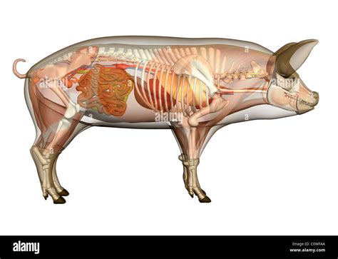 Pig Anatomy High Resolution Stock Photography and Images - Alamy