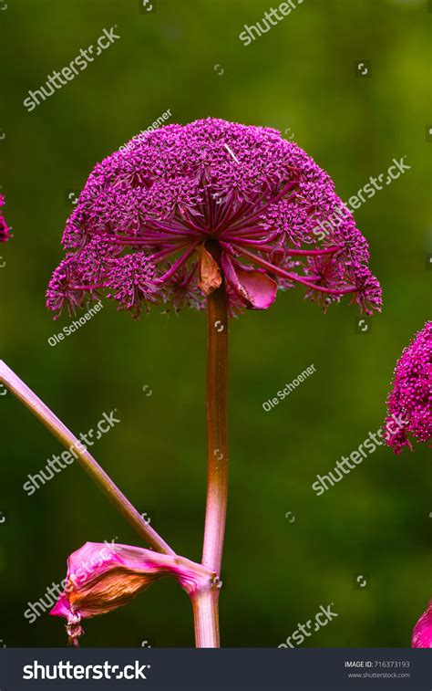 Purple Flower Giant Korean Angelica Purple Stock Photo