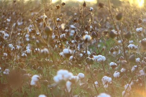 Cotton Field Sunset Stock Images - Download 523 Royalty Free Photos