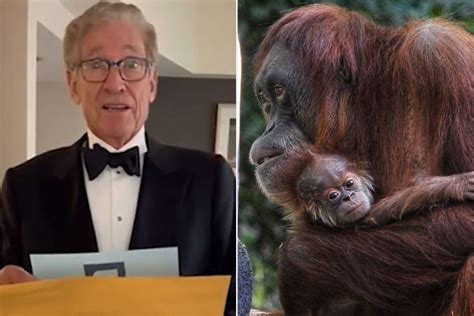 Maury Povich Reveals Paternity Test Results For Baby Orangutan At