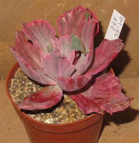 Echeveria Cv Amazing Dreams Variegata CULTURE PLANTS