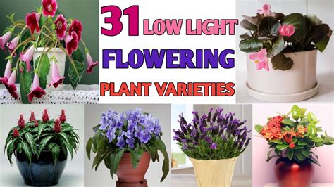 Best Low Light Indoor Flowering Plants | Shelly Lighting