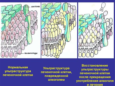 Гомеостаз и регенерация - презентация онлайн