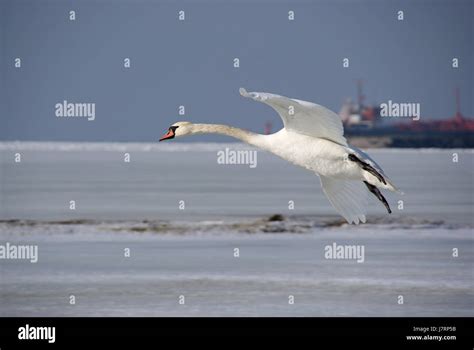 animal bird swan wing speed velocity white fly flies flys flying nature ...