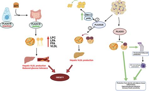 Frontiers Secretory Phospholipase A S In Insulin Resistance And