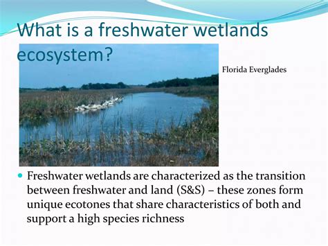 Freshwater Wetlands Ppt