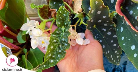 Ecco Come Far Fiorire La Begonia Maculata