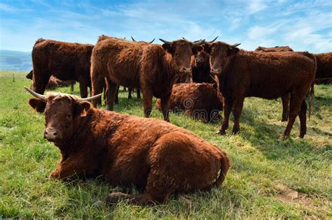 Troupeau De Vaches De Salers Image Stock Image Du Multiplication