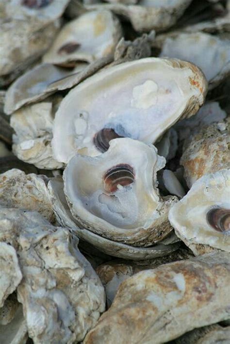 Download Hard Oyster Shells Wallpaper