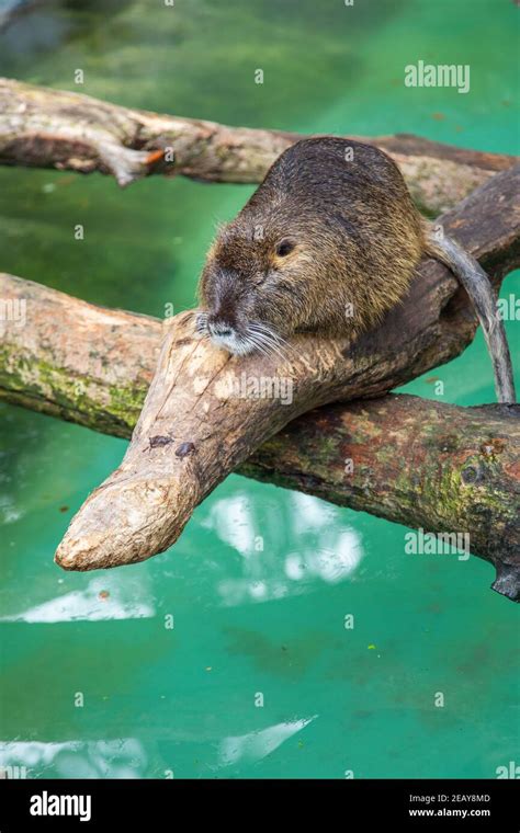 Nutria On A Log In A Zoo Stock Photo Alamy