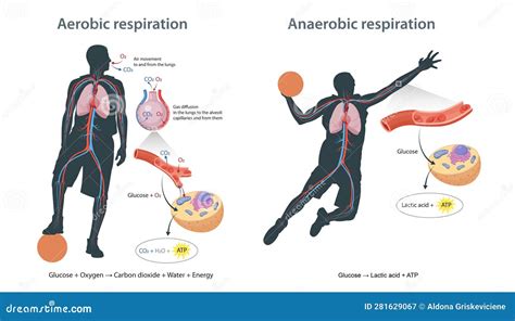 Aerobic Respiration