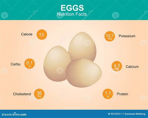 Egg Nutrition Facts, Egg with Information, Eggs Vector Stock Vector ...