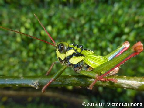 Carmona Lab @ UDM: Acridid grasshopper color polymorphisms