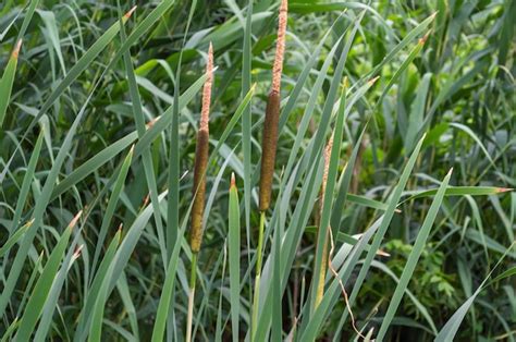 Premium Photo Thickets Of Reeds And Cattails On The Shore