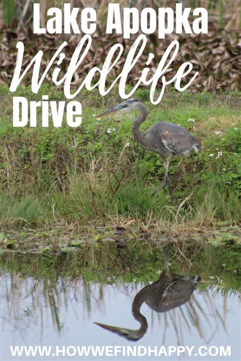 Lake Apopka Wildlife Drive Tips and Highlights | Wildlife travel ...