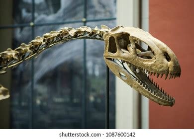 Dinosaur Skeleton Museum Stock Photo 1087600142 | Shutterstock