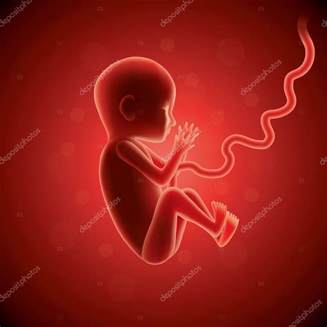 Foetus In De Baarmoeder Vector Vectorafbeelding Door Andegraund