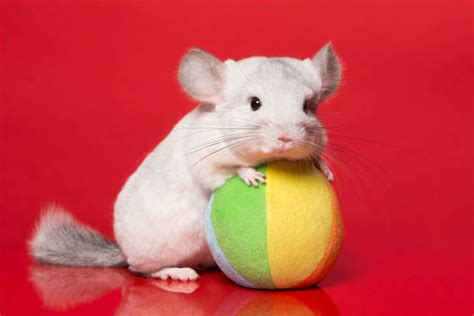 30 Chinchilla Balls Stock Photos Pictures And Royalty Free Images Istock