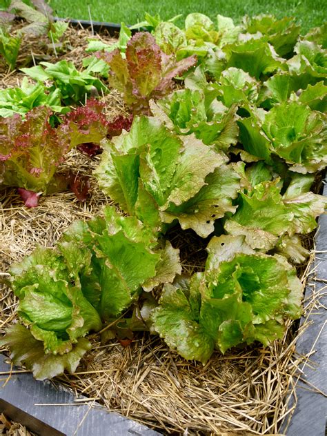 Bitter Lettuce