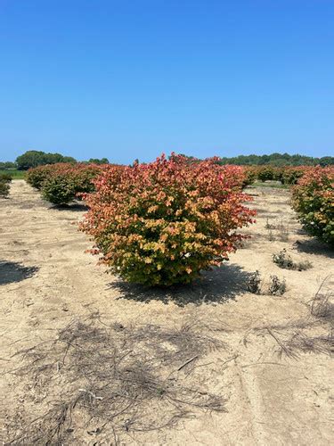 EUONYMUS Alatus COMPACTA BURNING BUSH Browns Nursery