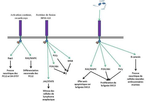 Voies De Signalisation Intracellulaires Activées Par Alk Alk Peut