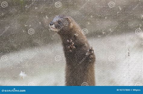 European Mink Mustela Lutreola Looking Through The Grid Stock Photo