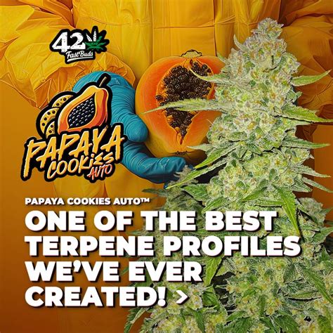 Tropicana Cherry Strain Info Tropicana Cherry Weed By Relentless