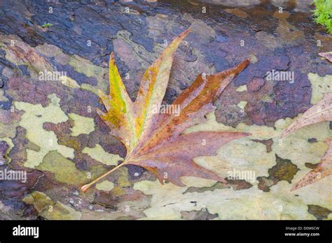 London Flugzeug Platanus Acerifolia Im Herbst Zeigen Gefallenen