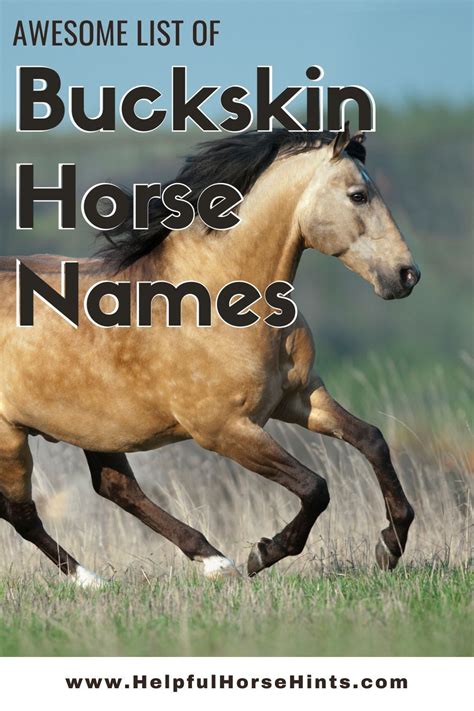 140+ Buckskin Horse Names | Buckskin horse, Horses, Horse names