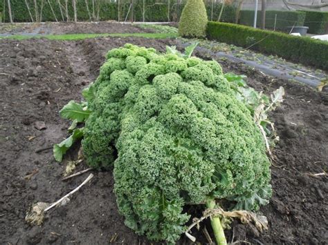 Gr Nkohl Brassica Oleracea Var Sabellica