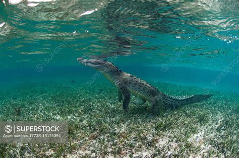 Underwater Side View Of Crocodile On Hind Legs Chinchorro Atoll